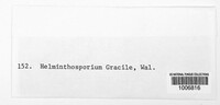 Cladosporium iridis image